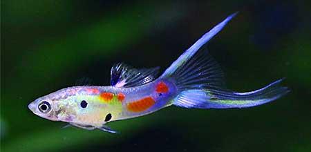 绿植孔雀兰养殖方法