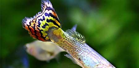 绿植孔雀兰养殖方法