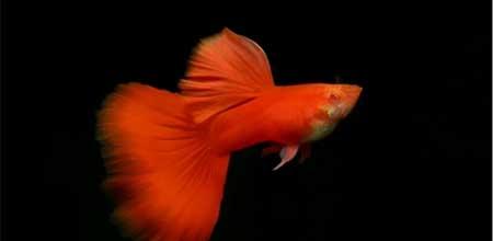 绿植孔雀兰养殖方法