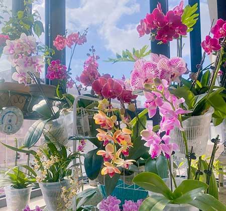 绿植吉祥如意怎么养