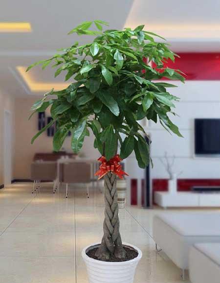 绿植吉祥如意怎么养