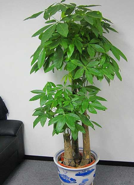 绿植吉祥如意怎么养