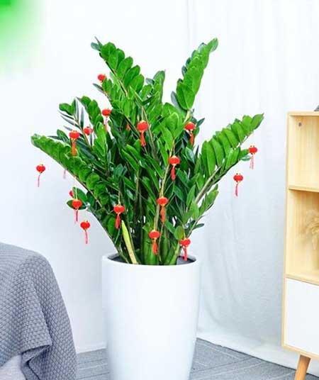 绿植吉祥如意怎么养