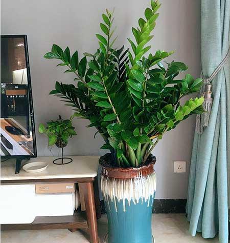 绿植吉祥如意怎么养