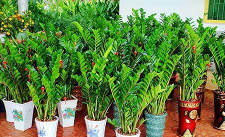 绿植吉祥如意怎么养