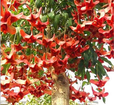 绿植吉祥如意怎么养