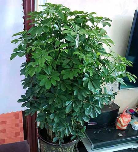 绿植吉祥如意怎么养