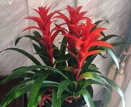 绿植吉祥如意怎么养