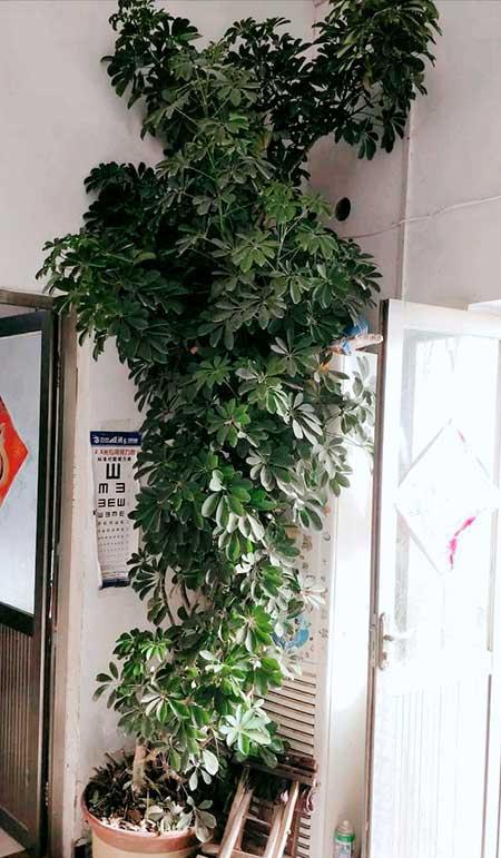 绿植吉祥如意怎么养