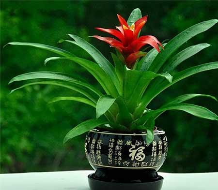 绿植吉祥如意怎么养