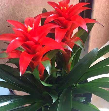 绿植吉祥如意怎么养