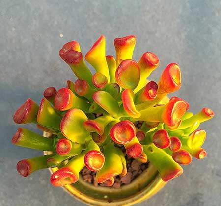 绿植吉祥如意怎么养