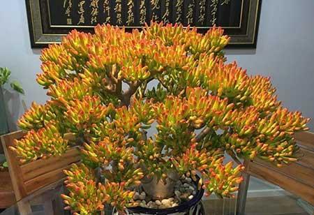 绿植吉祥如意怎么养