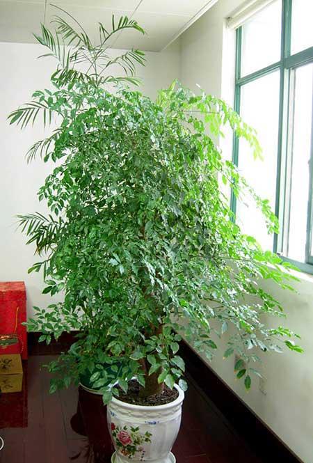 绿植吉祥如意怎么养