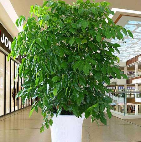 绿植吉祥如意怎么养