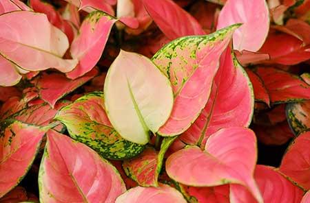 绿植吉利红怎么养