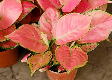 绿植吉利红怎么养