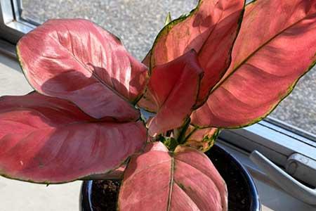 绿植吉利红怎么养