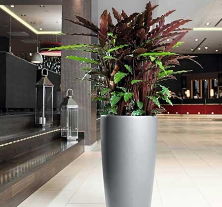 绿植花卉租赁租摆价格