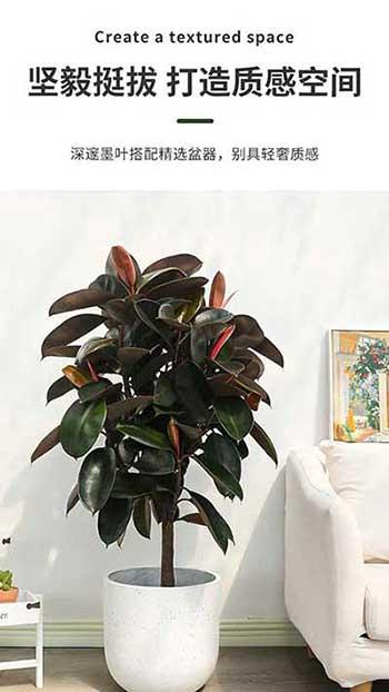 绿植花卉租摆租赁公司