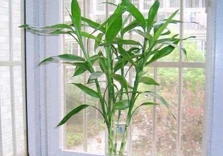 绿植富贵竹怎么养