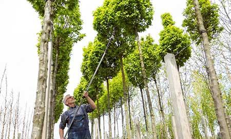 绿化工程保养期