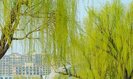 绿化工程保养期