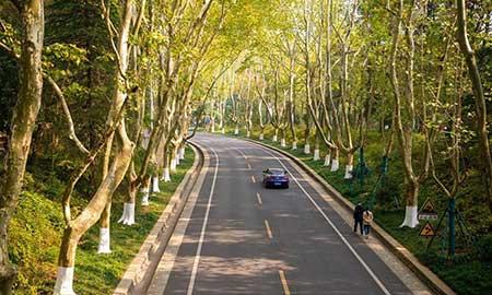 绿化工程保养期