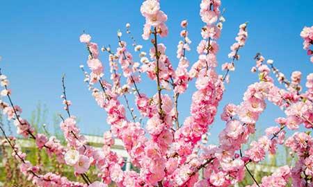 绿化工程保养期