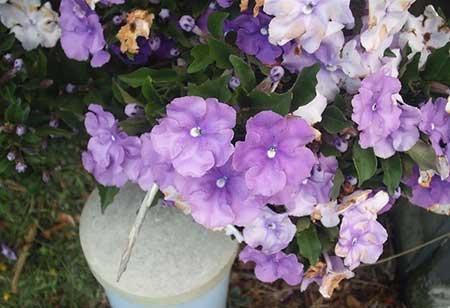 露台上适合养什么花