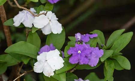 露台上适合养什么花