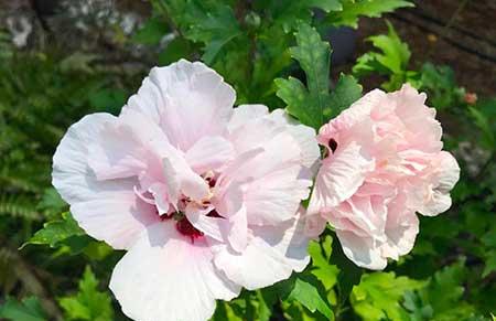 露台上适合养什么花