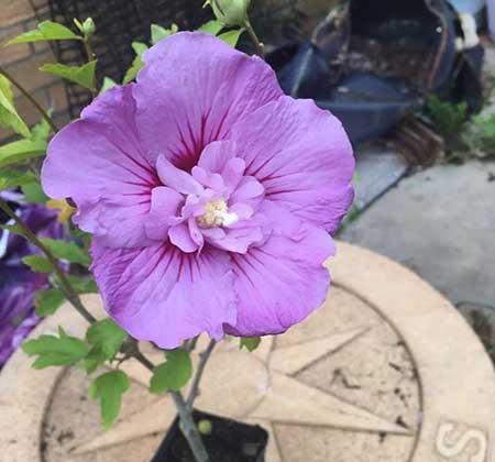 露台上适合养什么花