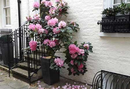 露台上适合养什么花