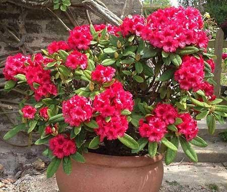 露台上适合养什么花