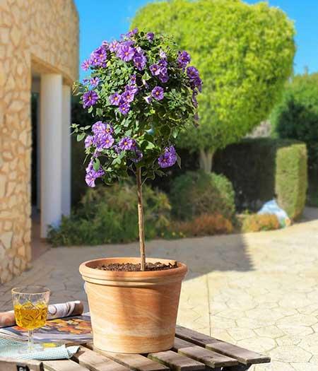 露台上适合养什么花