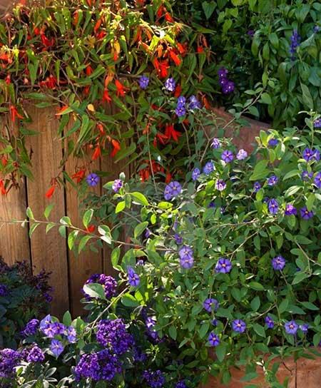 露台上适合养什么花