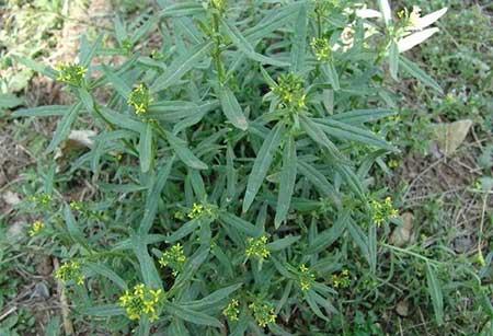 炉中火适合养什么绿植