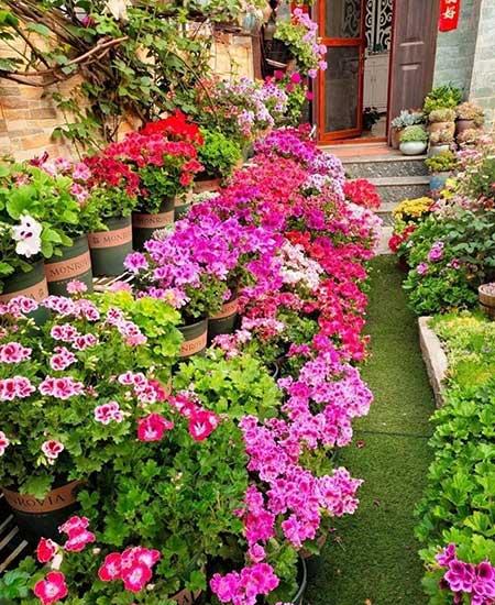 楼房内适合养什么花