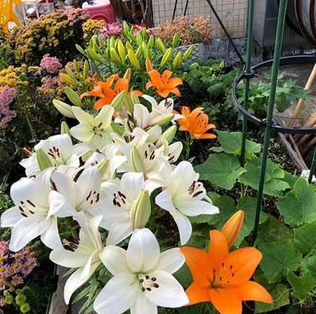 楼房内适合养什么花