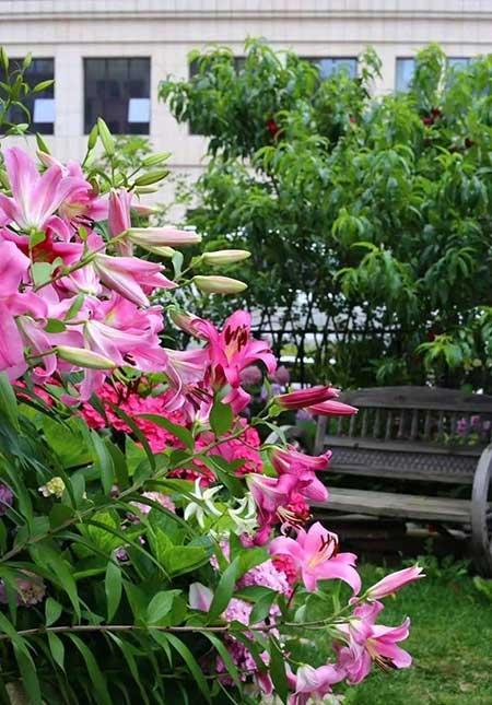 楼房内适合养什么花