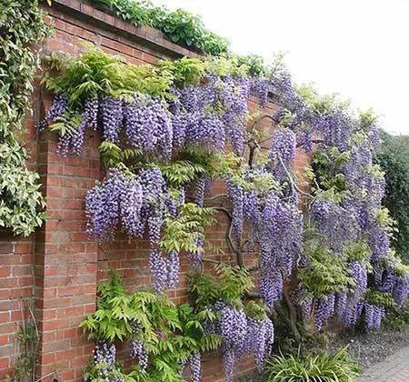 楼房内适合养什么花