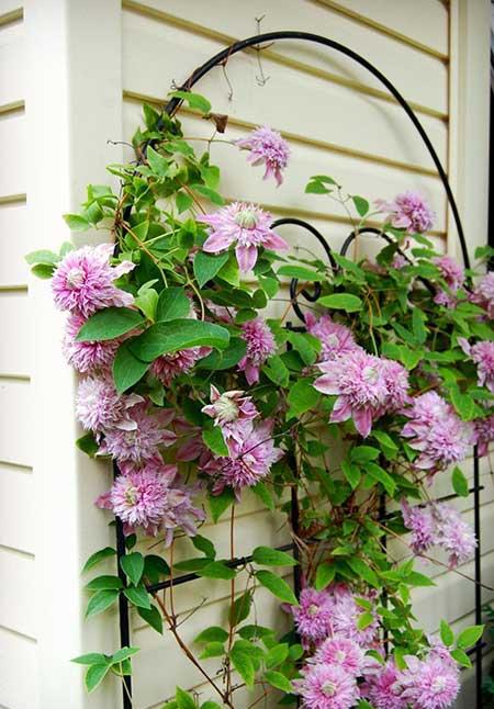 楼房内适合养什么花