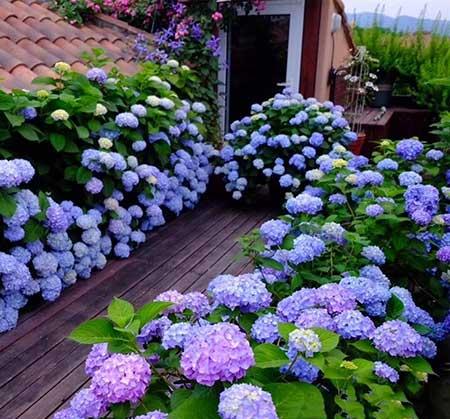 楼房内适合养什么花