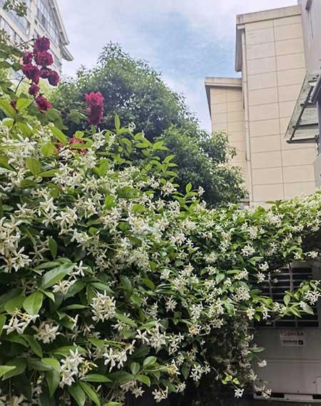 楼房内适合养什么花