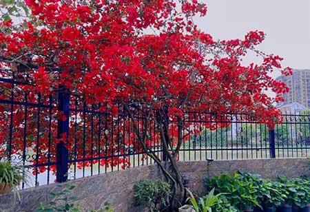 楼房内适合养什么花