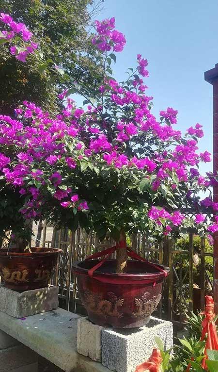 楼房内适合养什么花