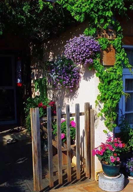 楼房内适合养什么花