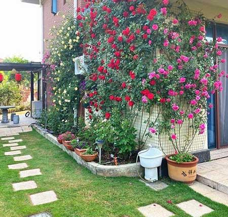 楼房内适合养什么花