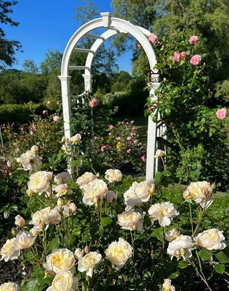 楼房内适合养什么花